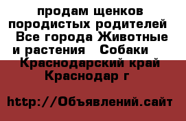 продам щенков породистых родителей - Все города Животные и растения » Собаки   . Краснодарский край,Краснодар г.